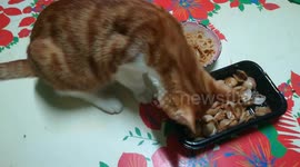 What's Kitten Favorite Food
