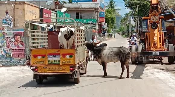 TN Vice CM Panneer Selvam Family Unites Ox & Cow TN Vice CM Panneer Selvam Family Unites Ox & Cow
