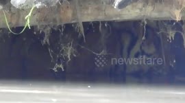 Tiger stranded in knee-deep flood water seek shelter at goat stable, escorted back to wild by forest officials in northeastern India