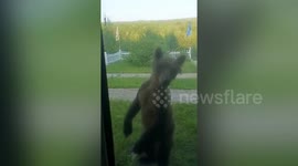 Hungry bear intrudes into guard station looking for food in China