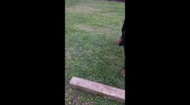 Rottie playing fetch
