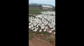 The farmers try to move hundreds of ducks to the truck