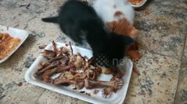 Cocoo Twins Cats Reaction With Special Chicken Meal