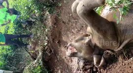 Forest Officials Rescued Wild Elephant From The Muddy Pit In Eastern India