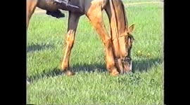 A man in Cossack costume climbs a horse