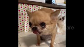 Japan: Chihuahua Gets Food Stuck Between Teeth