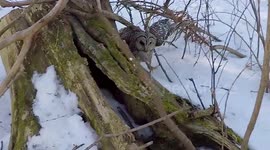 Tiny chipmunk has lucky escape from hungry owl
