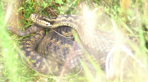 Britain's Rarest Snake UK wildlife photographer captures footage of rare snake - Buy, Sell or ...