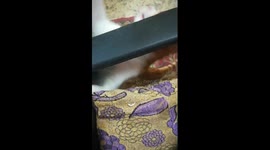 Cocoo Cat Ask Owner To Play