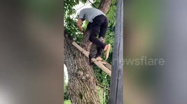 Cat clings to rescuer's leg tightly when being saved from tree in China