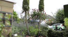 Green-fingered pensioner thrilled after plant shot to over 14ft