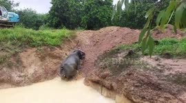 Elephant rescued after gorging on fruit trees then falling into reservoir in Thailand