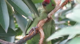 Parrot narrowly avoids being garroted by kite string during daring rescue in India