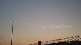 a large group of birds in the clear sky slow motion