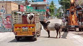 Bull chases caravan carrying cow mate, and both reunite in heartwarming moment in India