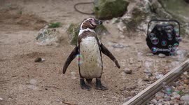 Zoo penguins who spent months in lockdown without visitors finally cheered up - with BUBBLE machine