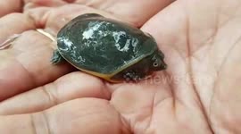 Rare turtle species rescued by forest officials after heavy rainfall drives it into residential area in central India