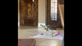 Cora the two-legged dog 2