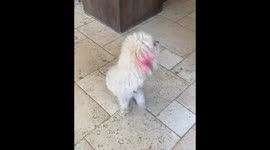 Cora the two-legged dog 3