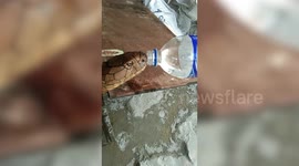 Thirsty king cobra drinks from water bottle in Thailand