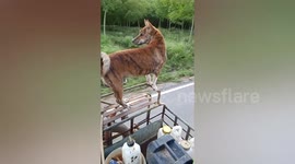 Pet Dog Stands On Trailer While Riding To Farm
