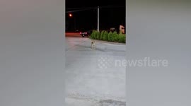 Stray Dog Plays With Rat 'Friend' At Gas Station