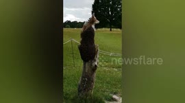 Bees Swarm Onto Wooden Fox Sculpture