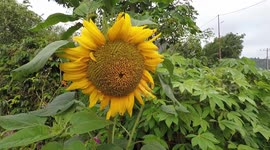 Sun Flower Blooming in Gayo High Land