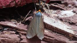 Stealth Moth camouflage