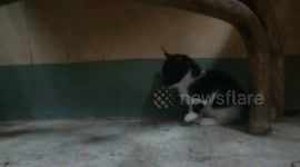 Fluffy Kitty In My Room