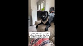 Dog has wild reaction when Welsh owner puts on face mask for first time