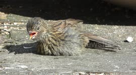 Over heated bird trying to cool down.