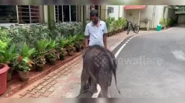 Adorable baby elephant takes walk with its keeper in southern India