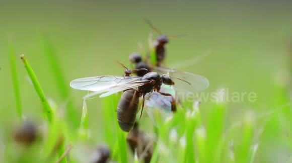 Army of flying ants invade a residential property in Leeds