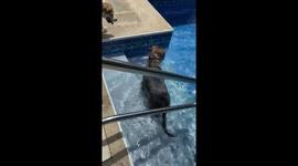Sneaky dog breaks 'no pool' rule to cool from hot New Jersey weather