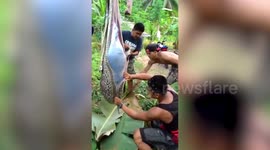 Gruesome moment farmyard pig is cut out of python's belly