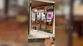 Two wild deers visit sweet shop in Nara park, Japan