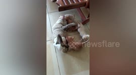 Disabled cat babysits orphaned kittens in Thailand