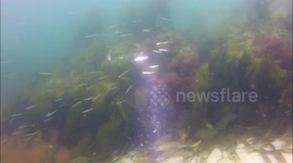 Scuba diver mobbed by sand eels in South Cornwall