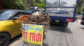 Poor ducks, birds, chickens locked in iron cages are owner transported by motorbike on the congested street.
