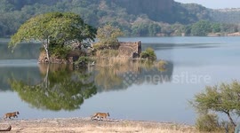 Tigress spans across national park lake with her litter in northern India