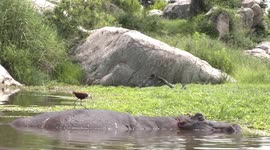 Spa day for giant bull Hippo as African Jacana bird picks bugs off its back