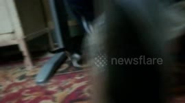 Twins Fluffy Kittens Play On Ground