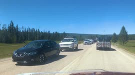 Two and a Half Mile traffic jam in Yellowstone National Park after reopening