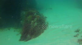 Friendly Cuttle fish