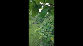 Watch - More video - Boy climbs tree to save his life from a chasing leopard in Mhow jungle