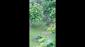 Student scampers up tree after leopard chases through forest in India