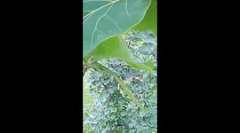 Watch - More video - Boy climbs tree to save his life from a chasing leopard in Mhow jungle