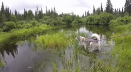 Alaskan Malamute Sojou Exploring Mt Tremblant Breath Taking  Wilderness Wetlands
