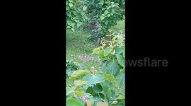 Student scampers up tree after leopard chases him through forest in India